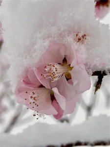 ​桃花雪什么时候下？桃花雪的寓意和象征？